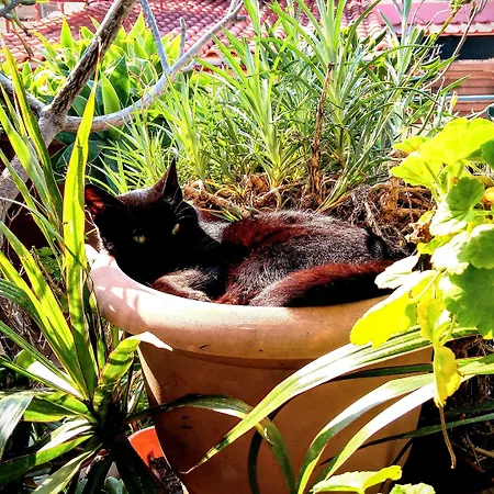 Palazzo Di Pietro خانيا