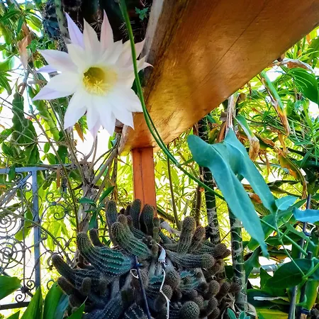 아파트 Palazzo Di Pietro 하니아