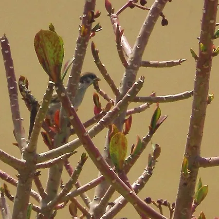 Palazzo Di Pietro خانيا