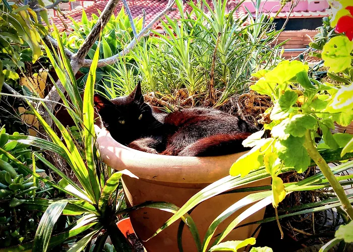 Palazzo Di Pietro La Canea