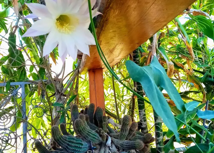 Apartamento Palazzo Di Pietro La Canea