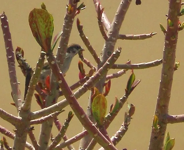 Palazzo Di Pietro La Canea