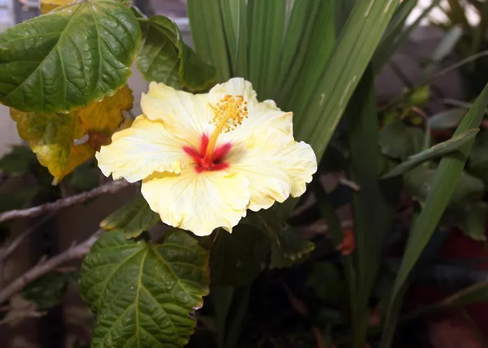 Palazzo Di Pietro * La Canea