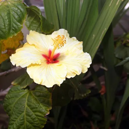 Palazzo Di Pietro * Ханья (Крит)