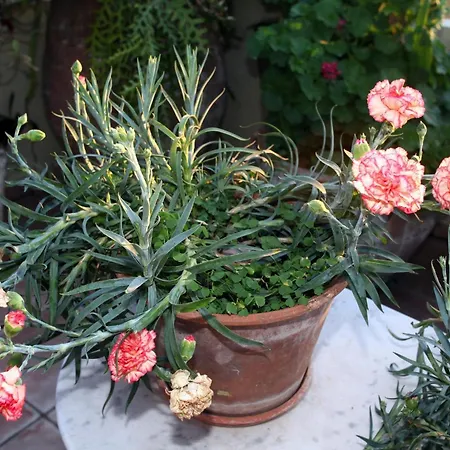 Palazzo Di Pietro Апартаменти